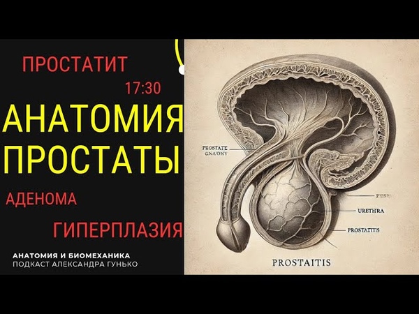 Анатомия простаты.
