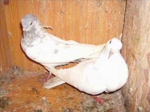 Tippler Pigeons (