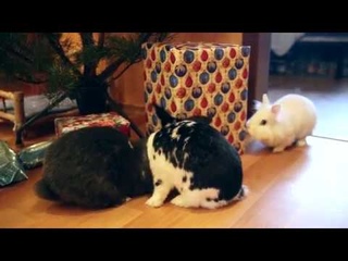 Фаня, Бася, Лапа и подарки