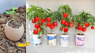 Growing bell peppers in eggshells is 1000% successful for red berry, super large