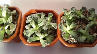 Titanopsis calcarea - суккулент