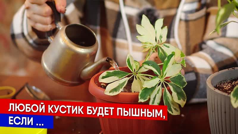 Любой кустик будет пышным,