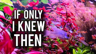 7 Aquarium Tricks I Wish I Knew 5 Years Ago
