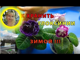 КАК ХРАНИТЬ ГЛОКСИНИИ ЗИМОЙ .