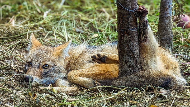 Fox was found with wire wrapped around her Back Leg after being caught in the hunter trap,