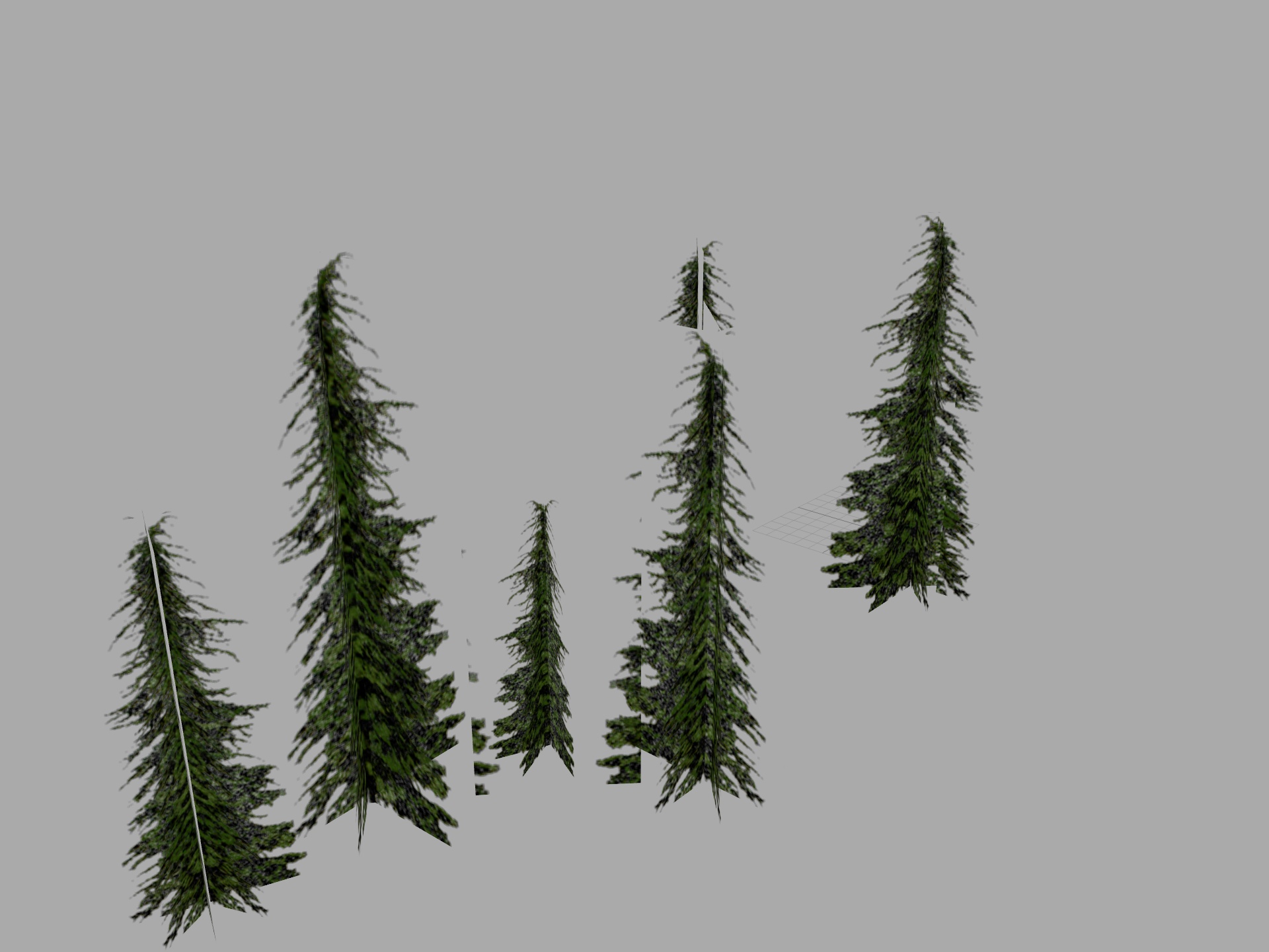 Mountain Hemlock 20m spline