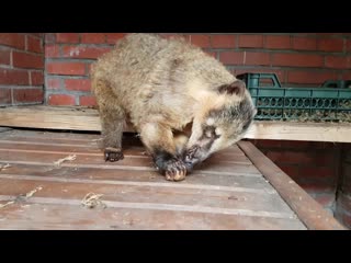 Носуха Тимоша ест виноградную улитку.