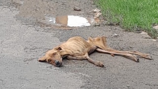 Stillbirth Mother Dog Suffer Postpartum Laid Down In Hopeless On The Side Of The Road...