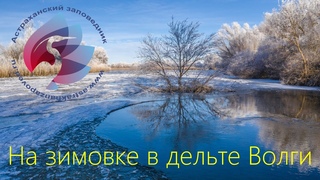 На зимовке в дельте Волги I Природа России