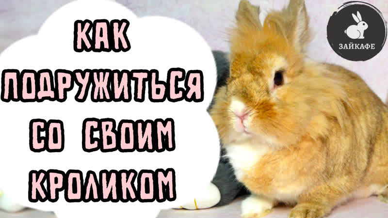 КАК ПОДРУЖИТЬСЯ С КРОЛИКОМ, КАК ПРИУЧИТЬ КРОЛИКА К СЕБЕ,