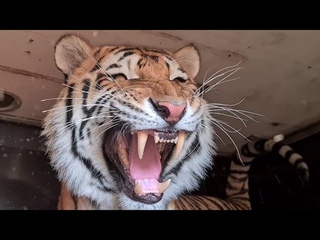 Тигр Ройс очень напугался /Tiger Royce was very scared