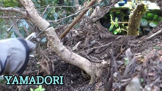 【Bonsai diary】 Naturl Bonsai 山椒（サンショウ）の山採り♯200