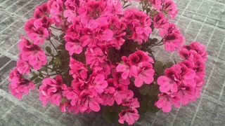 Regalia Pink - Pelargonium