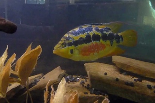 Цихлазома Сальвини (Cichlasoma salvini)