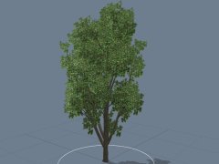 st_rmm_magnolia5_1020_6m
