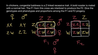 ZW sex-determination system