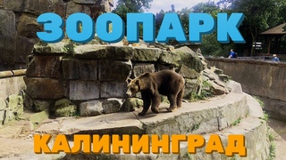 Калининградский зоопарк. Прогулка по парку. Калининград 2021