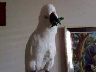 Umbrella Cockatoo singing Halo by Beyonce