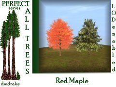 Perfect Red-Maple-fall