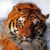 Аватар: Евгения Ругушевская