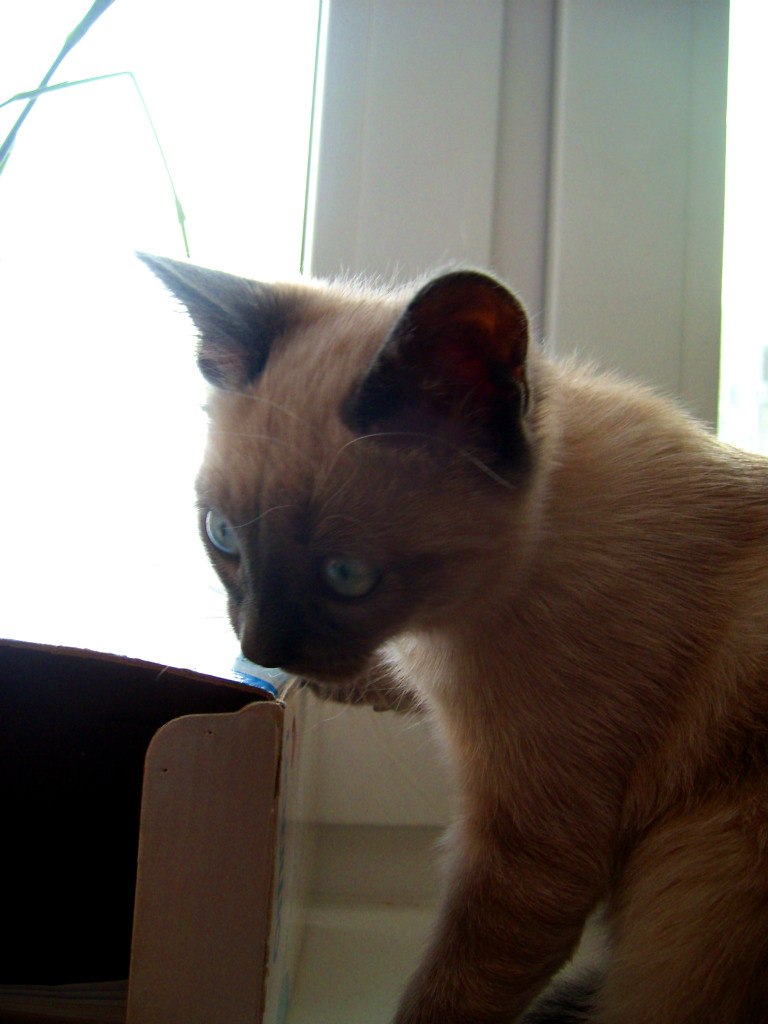 Леся Котманова | Ульяновск