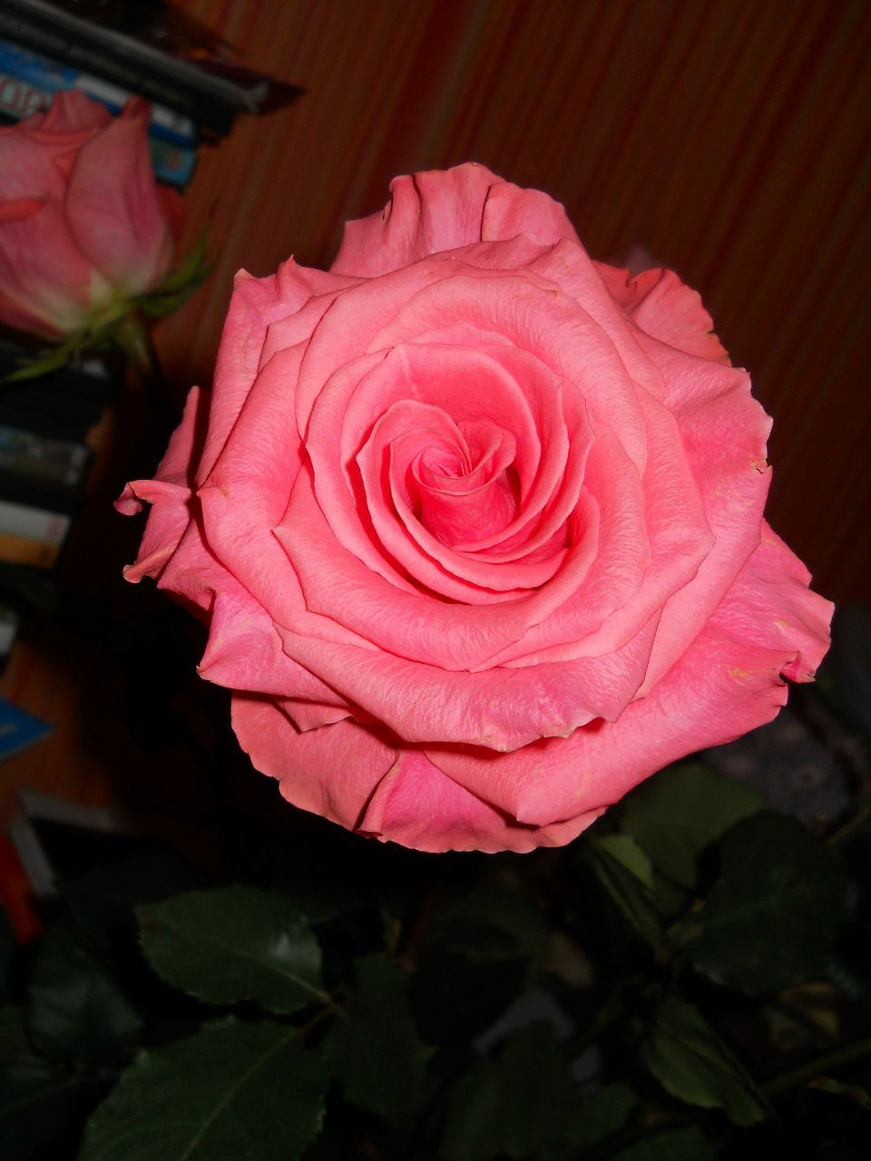 Екатерина Климова | Липецк