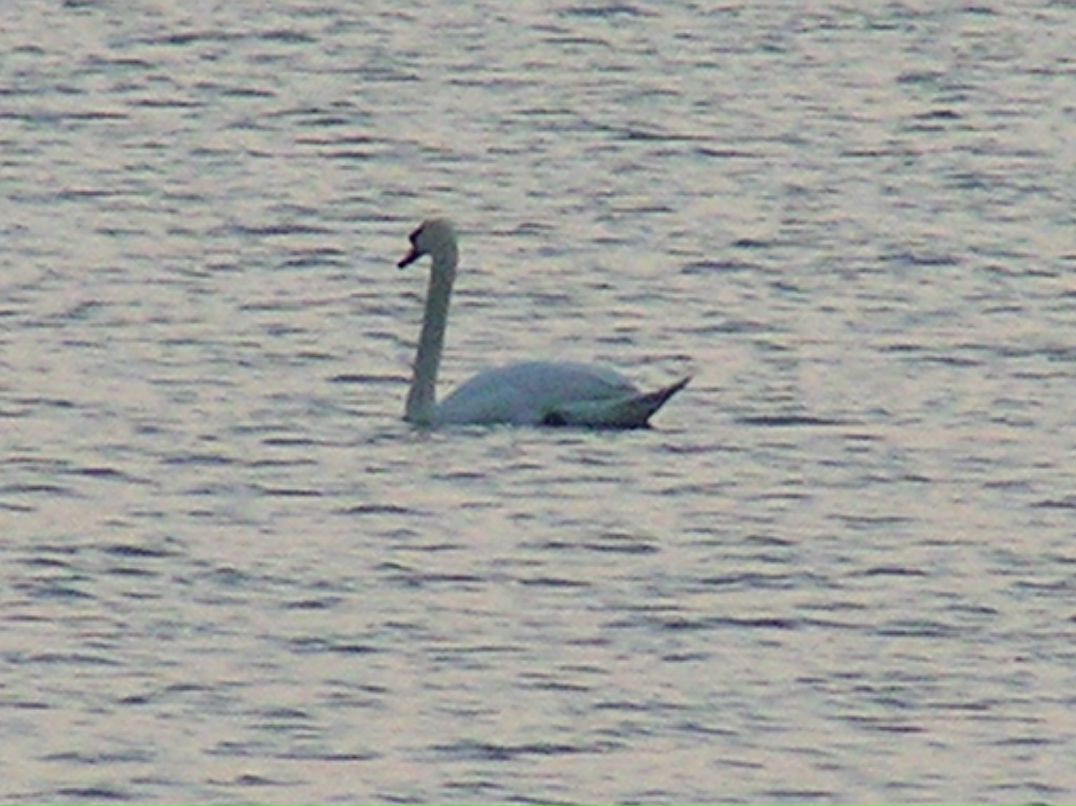 Александр Подкорытов | Глазов