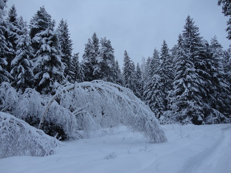 Владимир Минаев Викторович | Авсюнино (деревня)