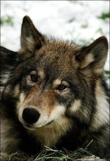 Эмилия Люм | 