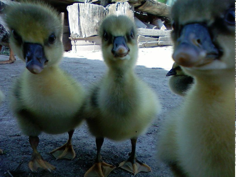 Юлия Тюремских | Стаханов