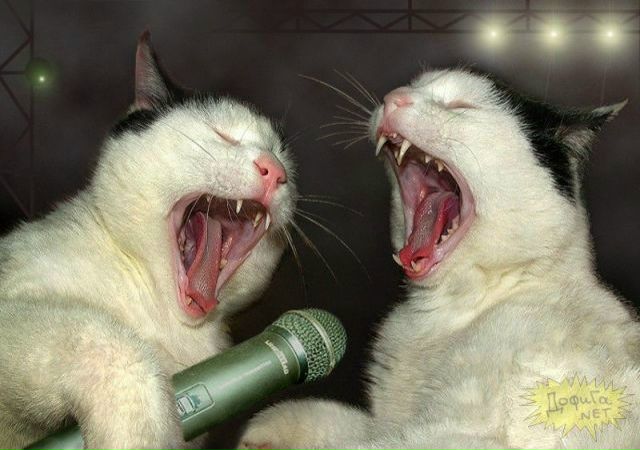 №1, Саид Напсо №1, Саид Напсо