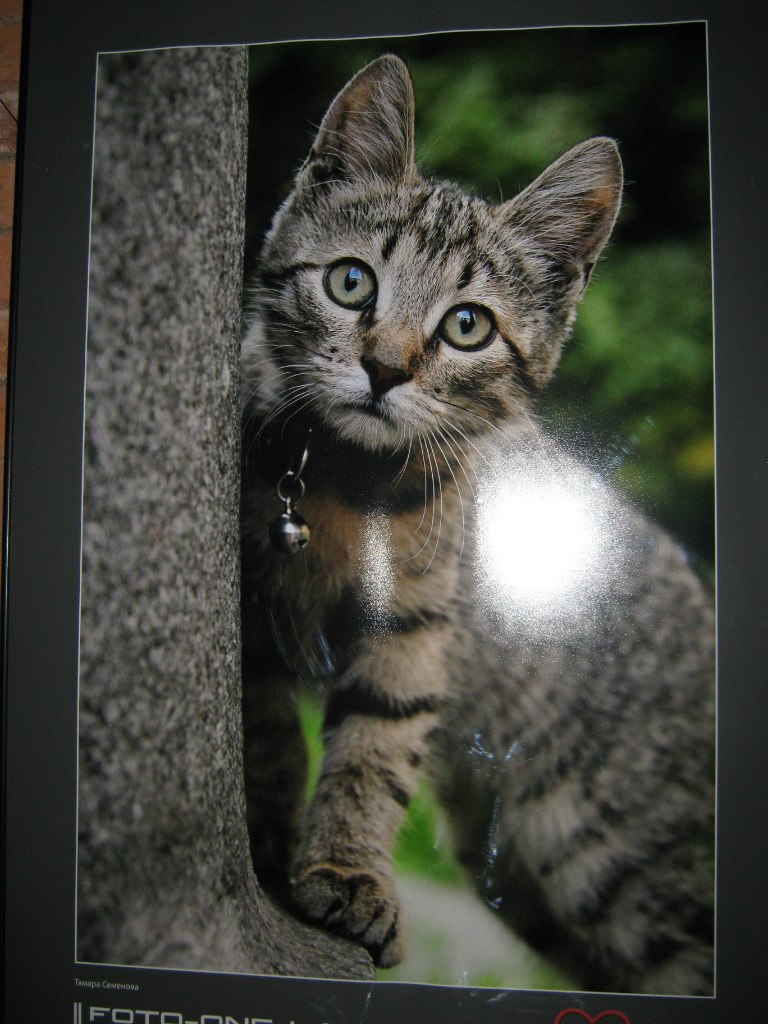 Елена Багрова | Санкт-Петербург