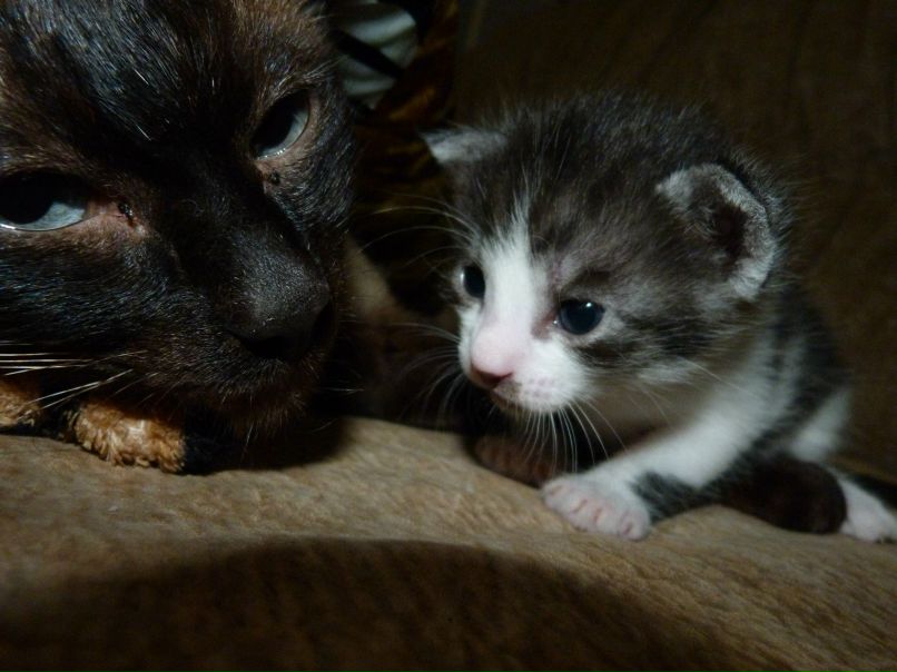 Леся Балацька | Черновцы