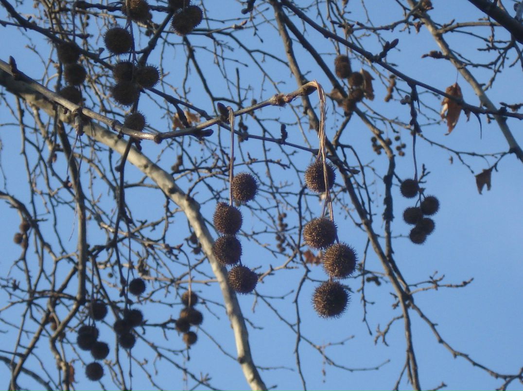 Светлана Кашлакова | Электросталь