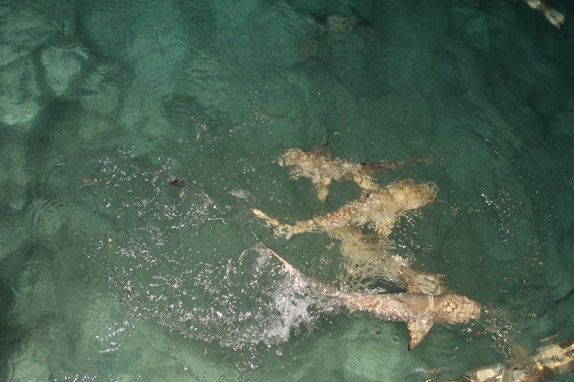 Юрий Гуняшев | Москва