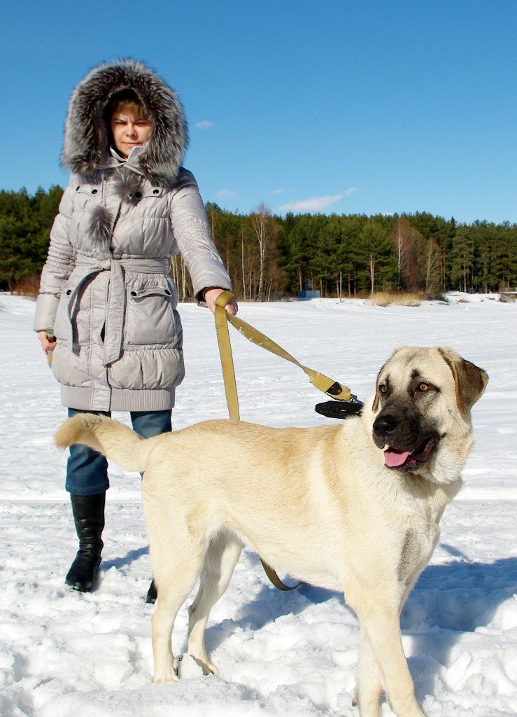 Дмитрий Андреев | Череповец