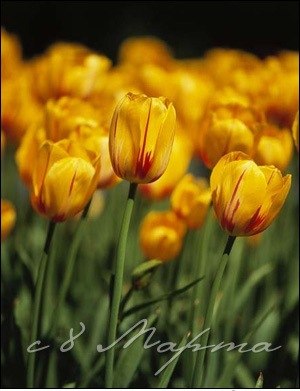 Александра Булынина =Aswang= | Щекино