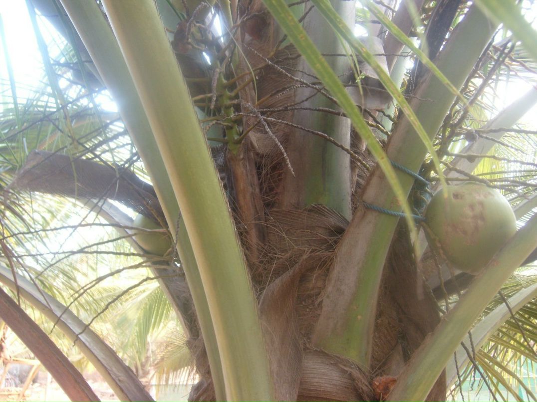 Ирина Бархатова | 