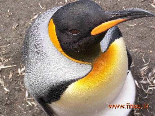 Анастасия Шадрина | Санкт-Петербург