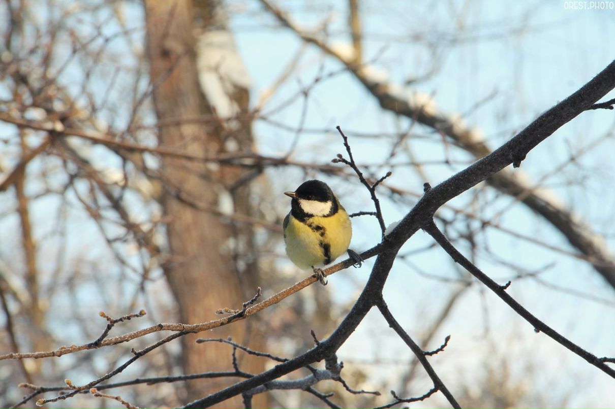 Darling Mirage-Sun | Киев