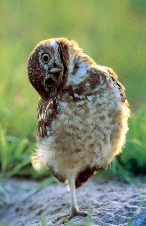 Денис Фукс | Москва