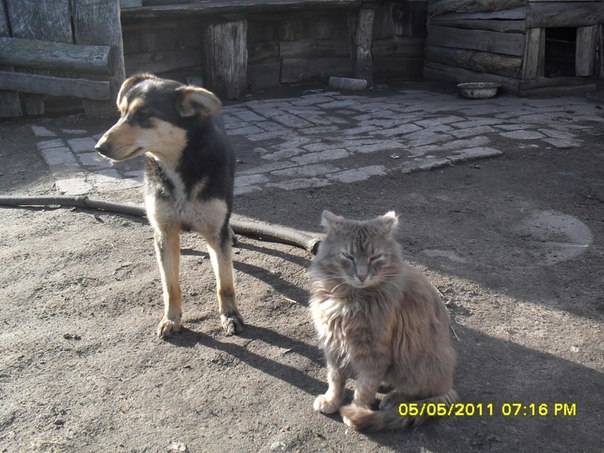 №7, Настя Лис №7, Настя Лис