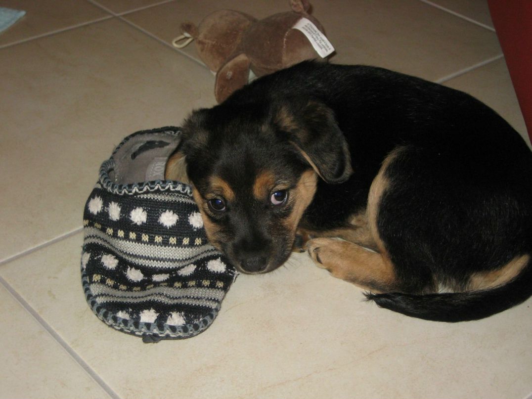 Елена Садовник | Arezzo