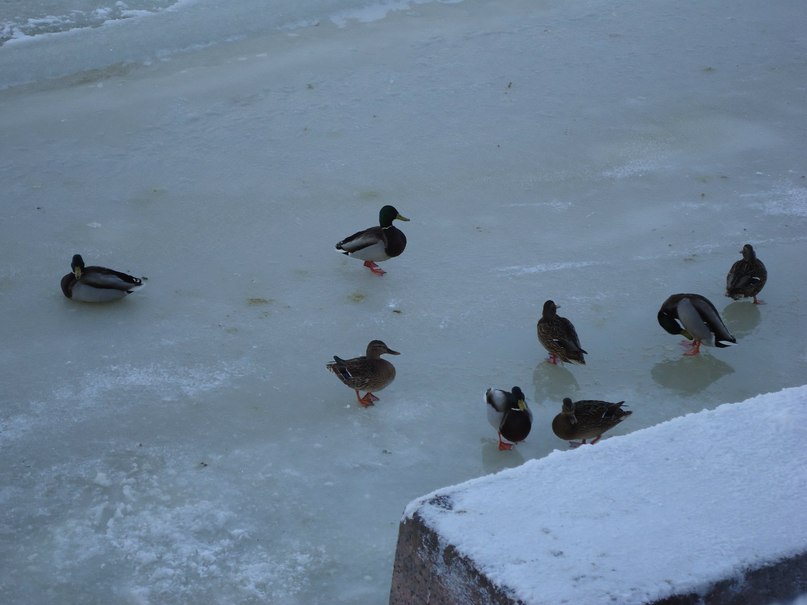 Дарья Муромцева желтая помидорка | 