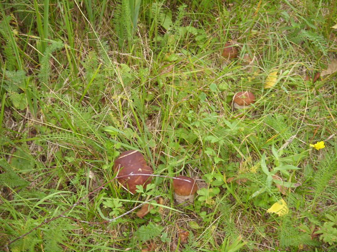 Ирина Панишева | Петрозаводск