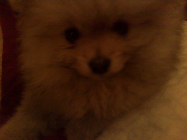 Таймураз Албегов | Москва