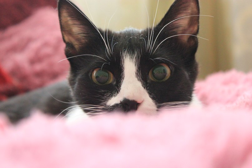 Елена Давыдова Reich | Тула