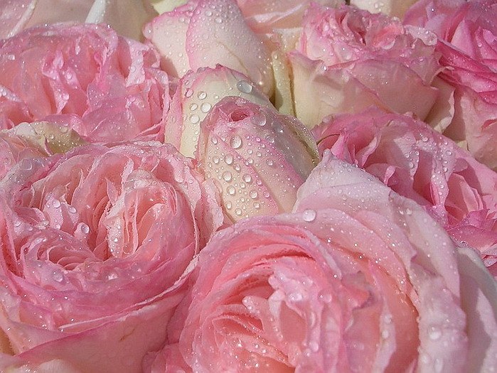 Света Мушаева | Петрозаводск