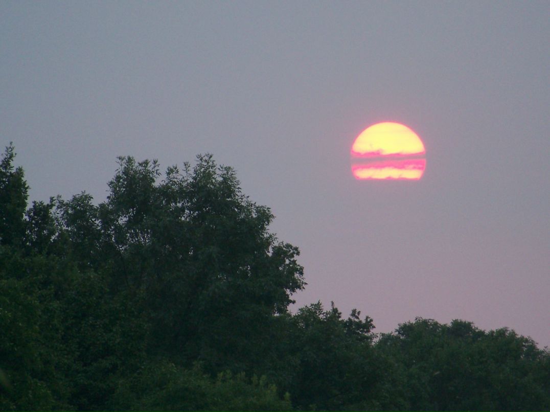 Елена Диденко- Жмур | 