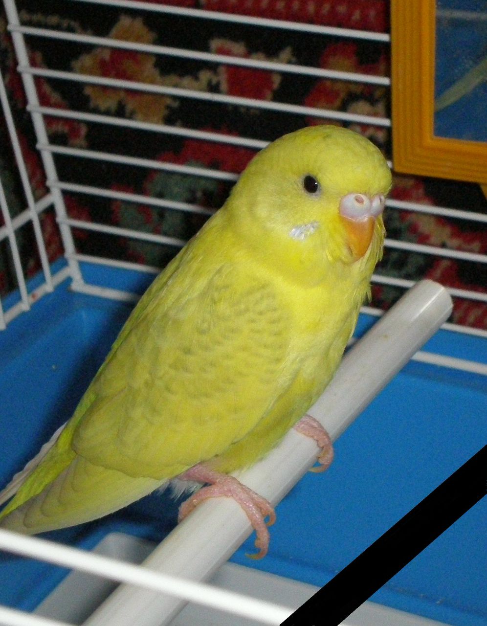 Алексей Сивоченко | Одинцово